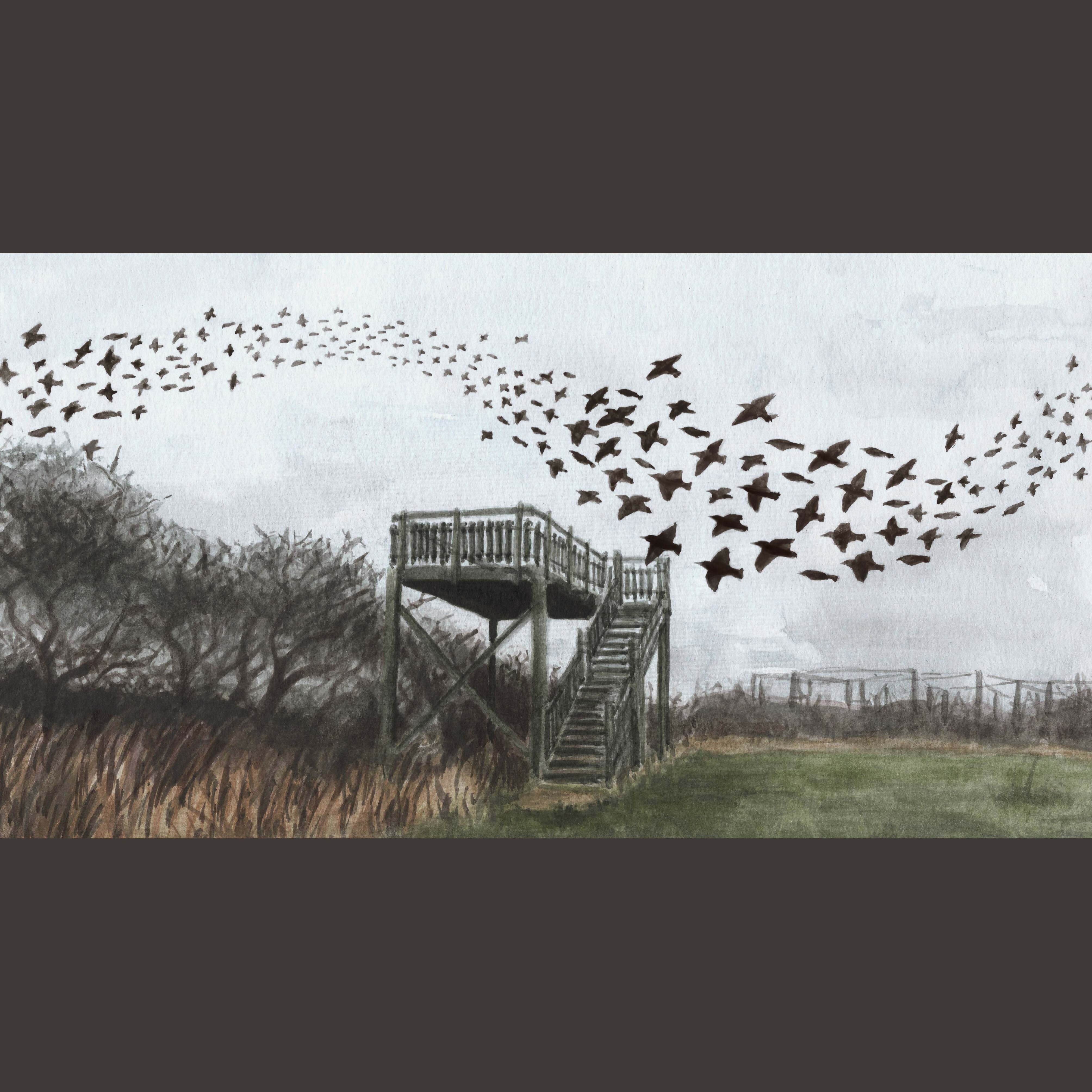 Starlings at Spurn - 16cm x 29.7cm Print