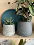 10cm Curved Pot & Plant