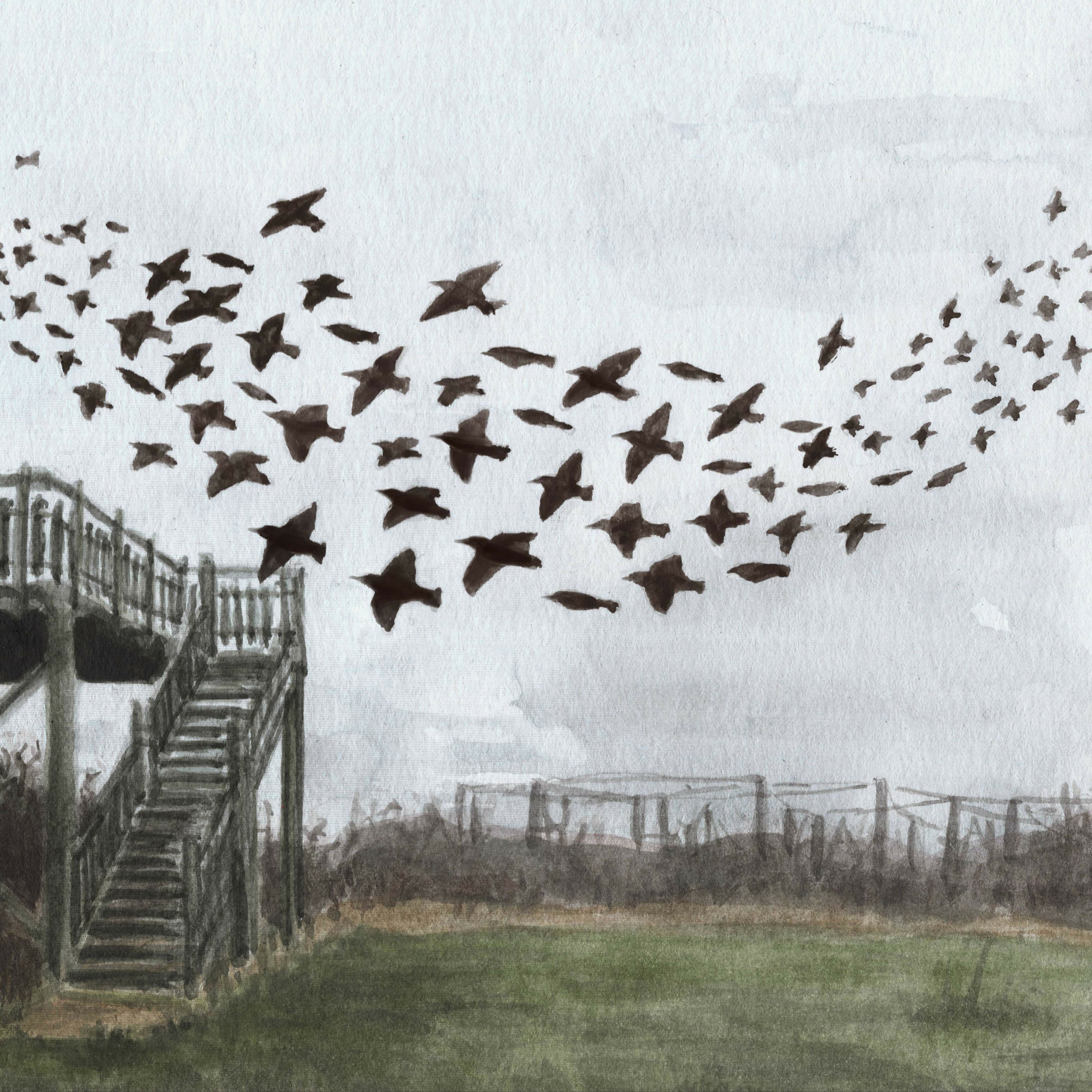 Starlings at Spurn - 16cm x 29.7cm Print