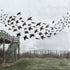 Starlings at Spurn - 16cm x 29.7cm Print