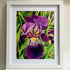 Iris Blooming in Violet Floral - 8x10" Framed Print