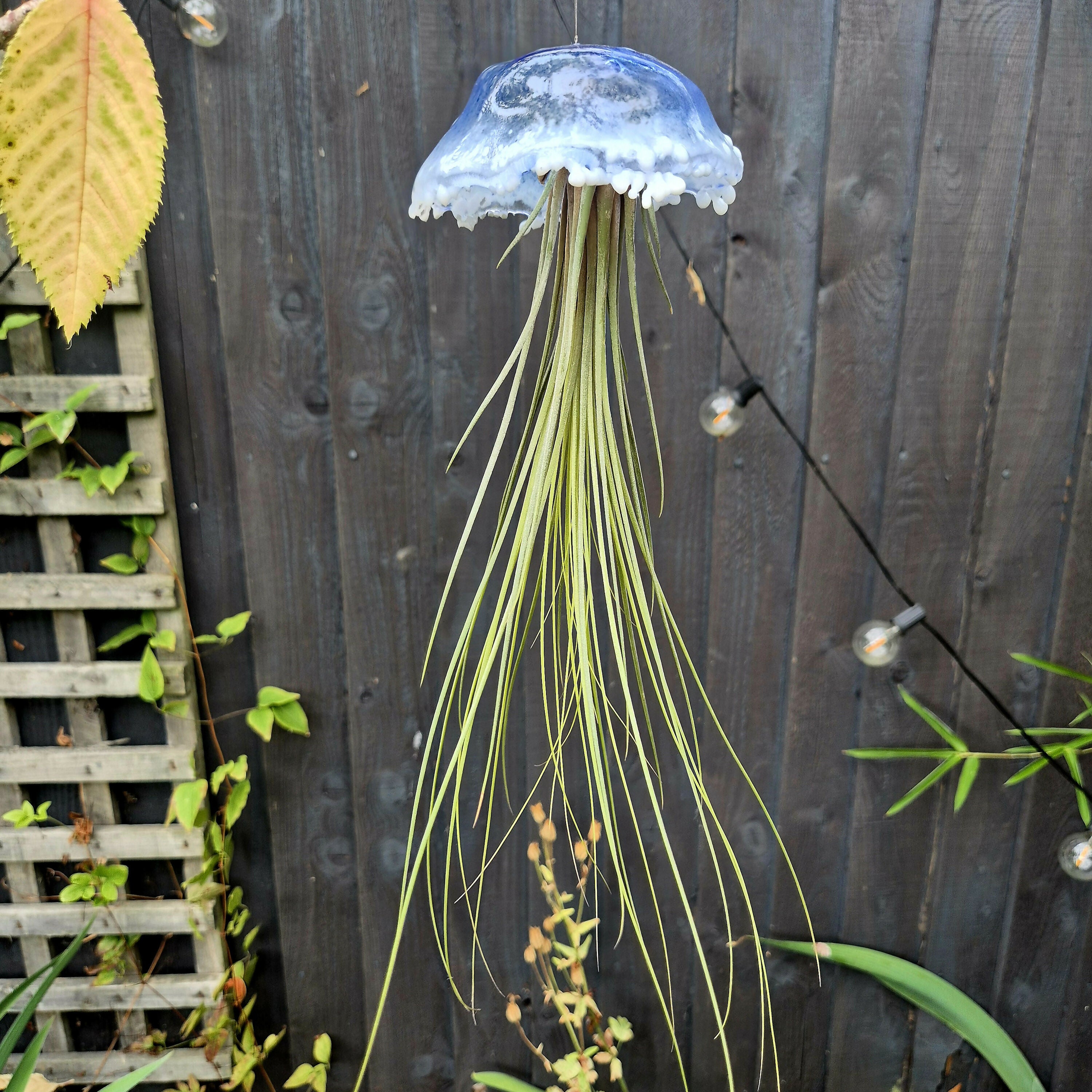 Norman the Jellyfish