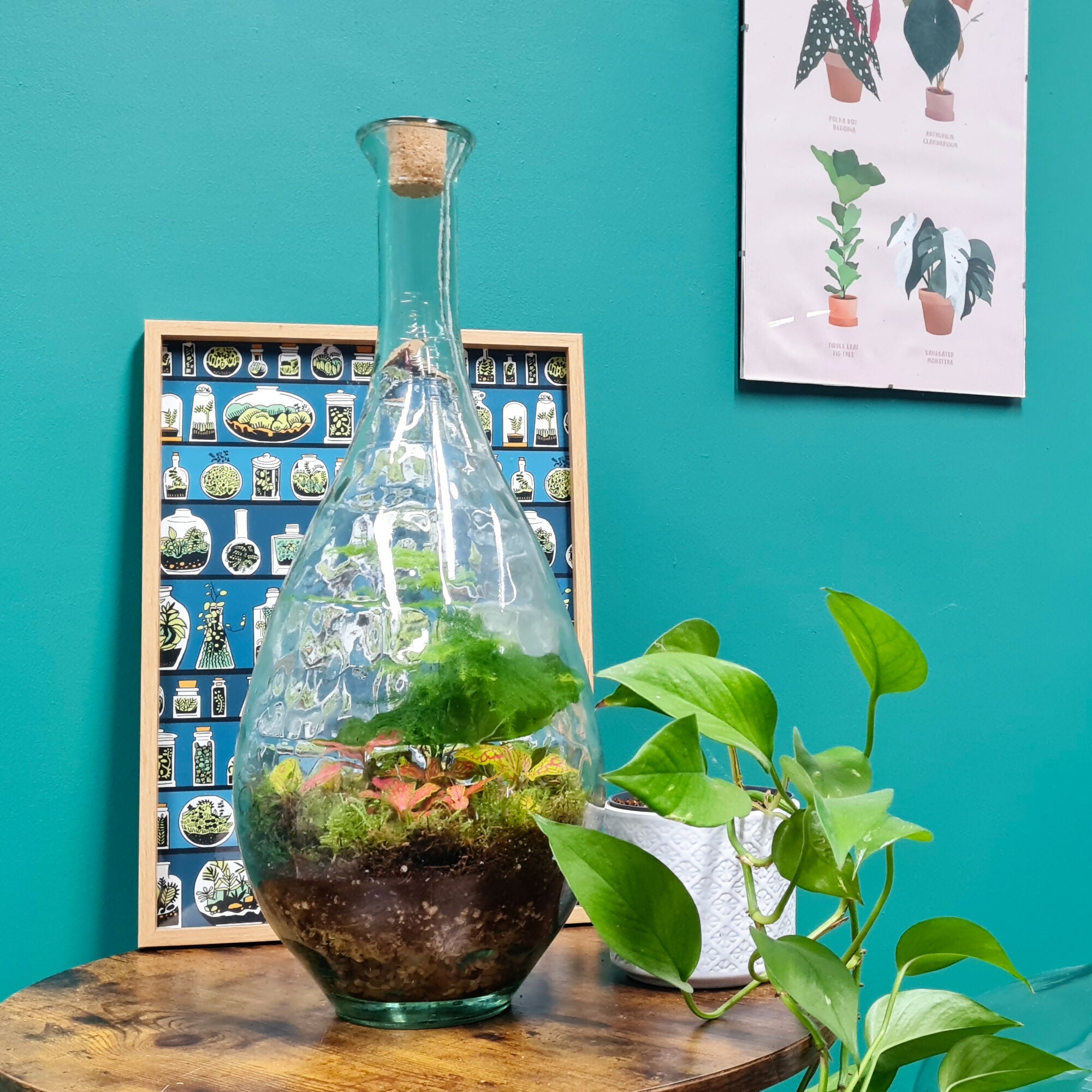 Large Carboy Light Up Terrarium