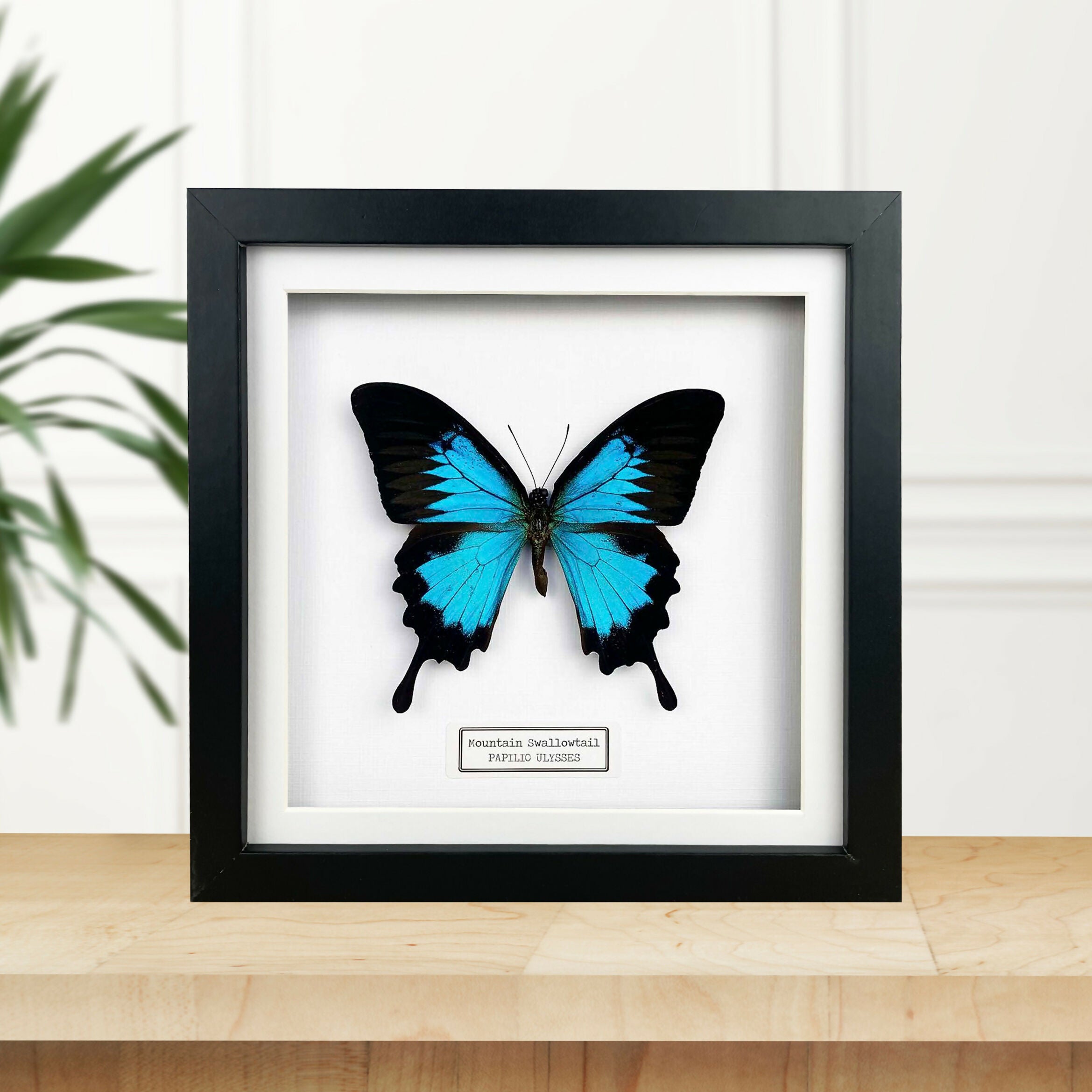 Mountain Swallowtail (Papilio ulysses) Butterfly Handmade Box Frame