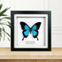 Mountain Swallowtail (Papilio ulysses) Butterfly Handmade Box Frame