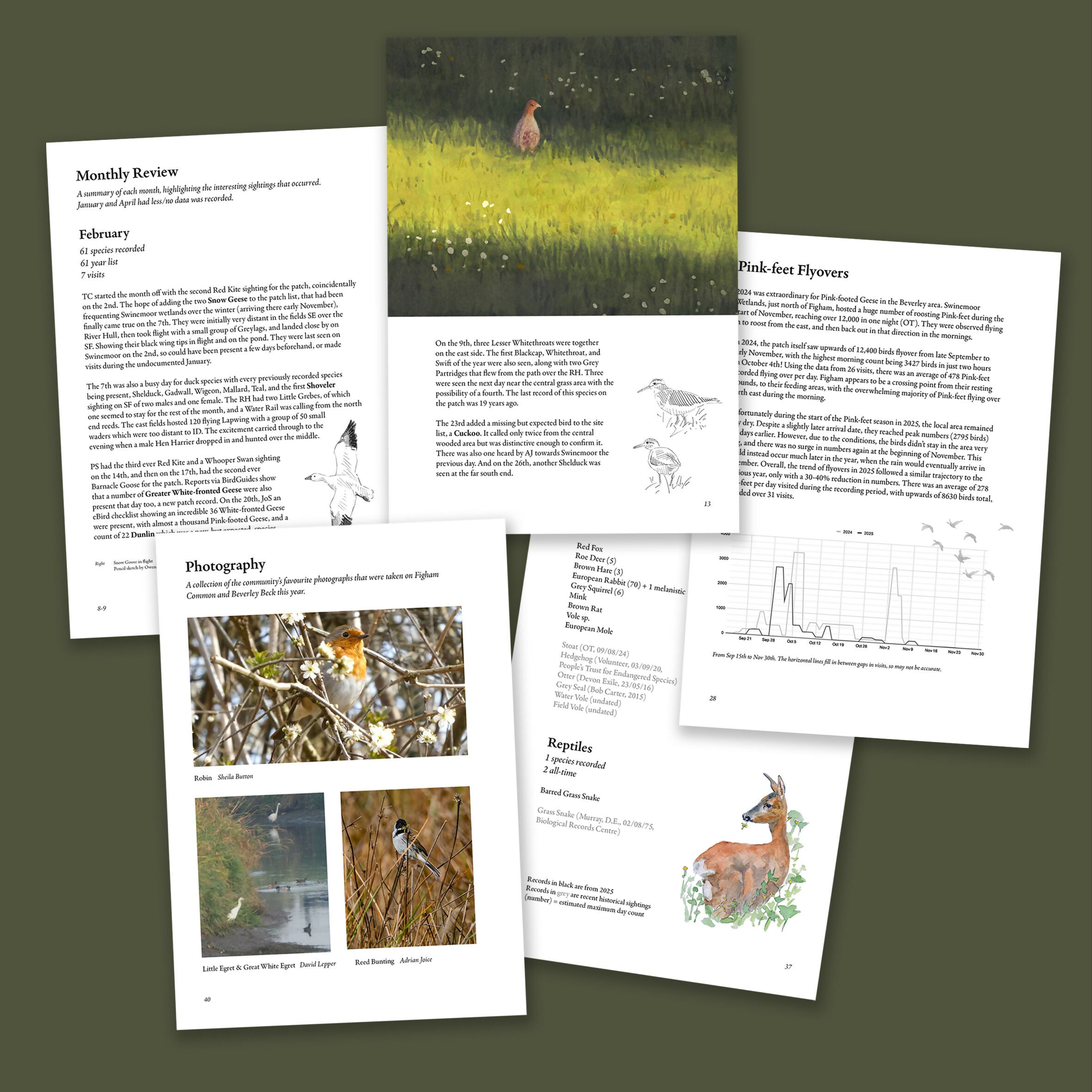 Figham Bird Report 2025 - A5 Booklet