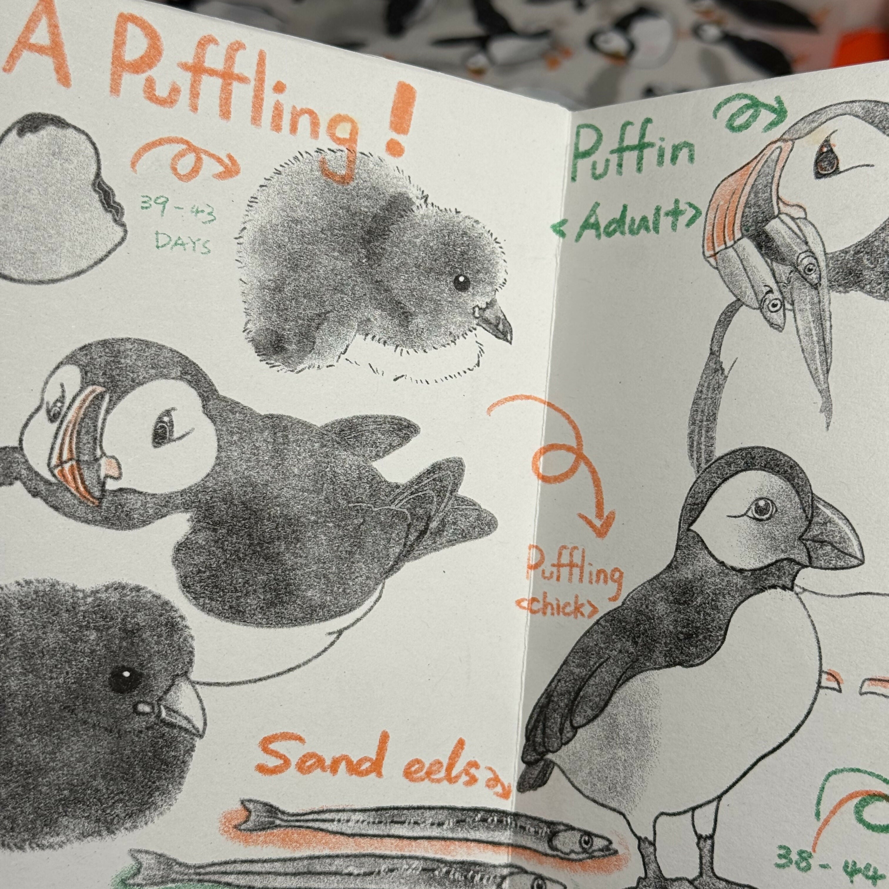 Riso Puffin Zine