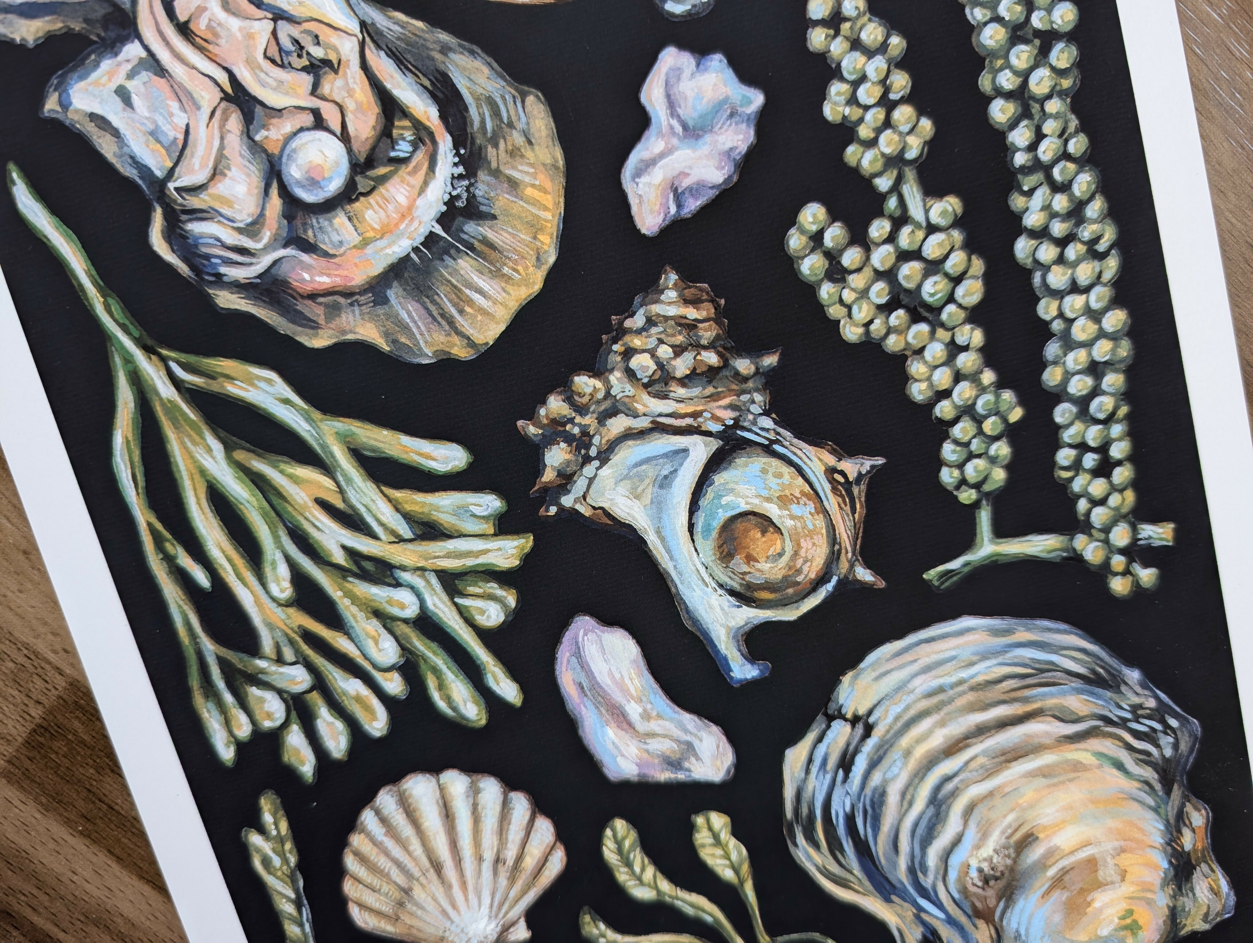 Akoya Oyster Pearl Seafood Illustration, A4 Print