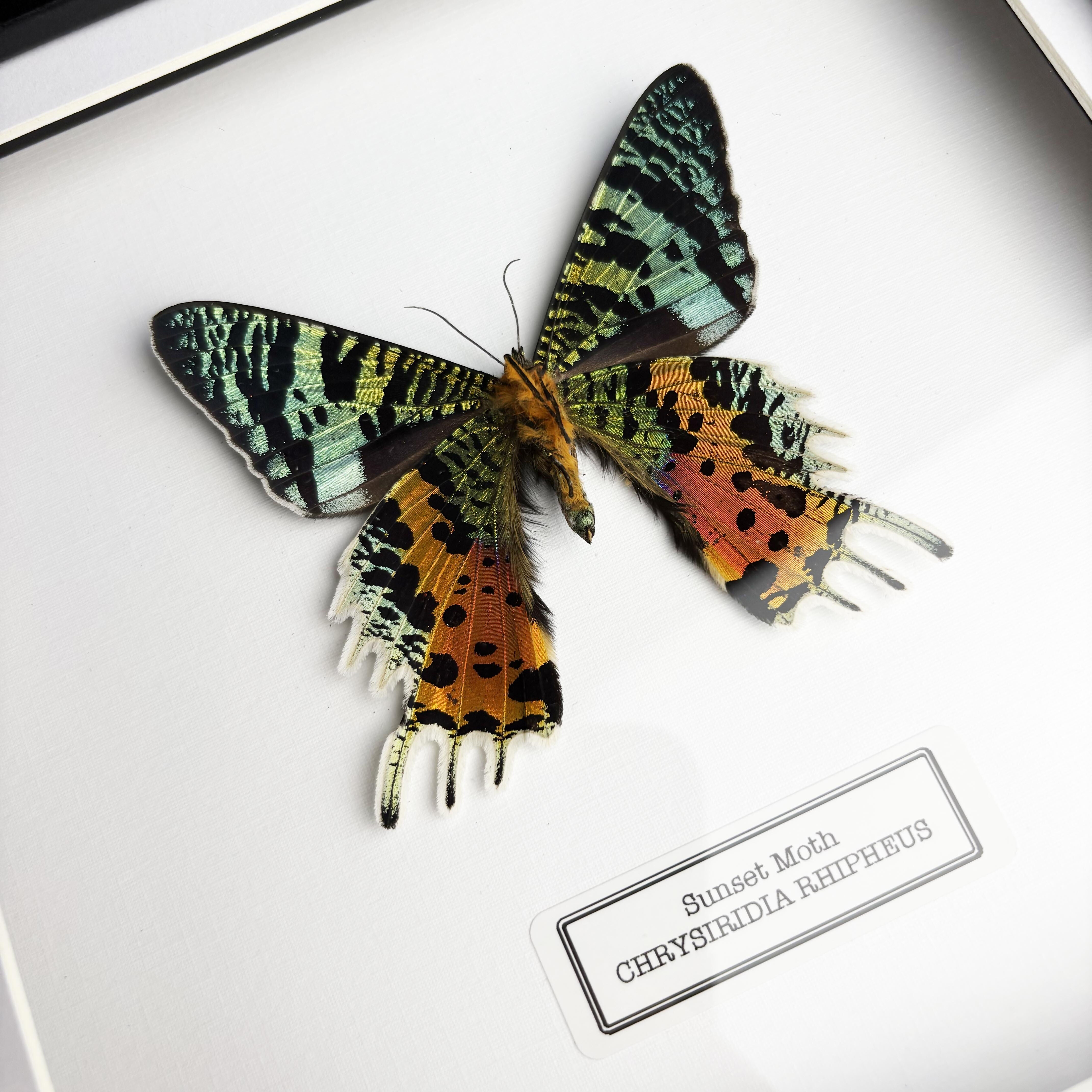 Sunset Moth (Chrysiridia Rhipheus) Reverse Set Handmade Box Frame