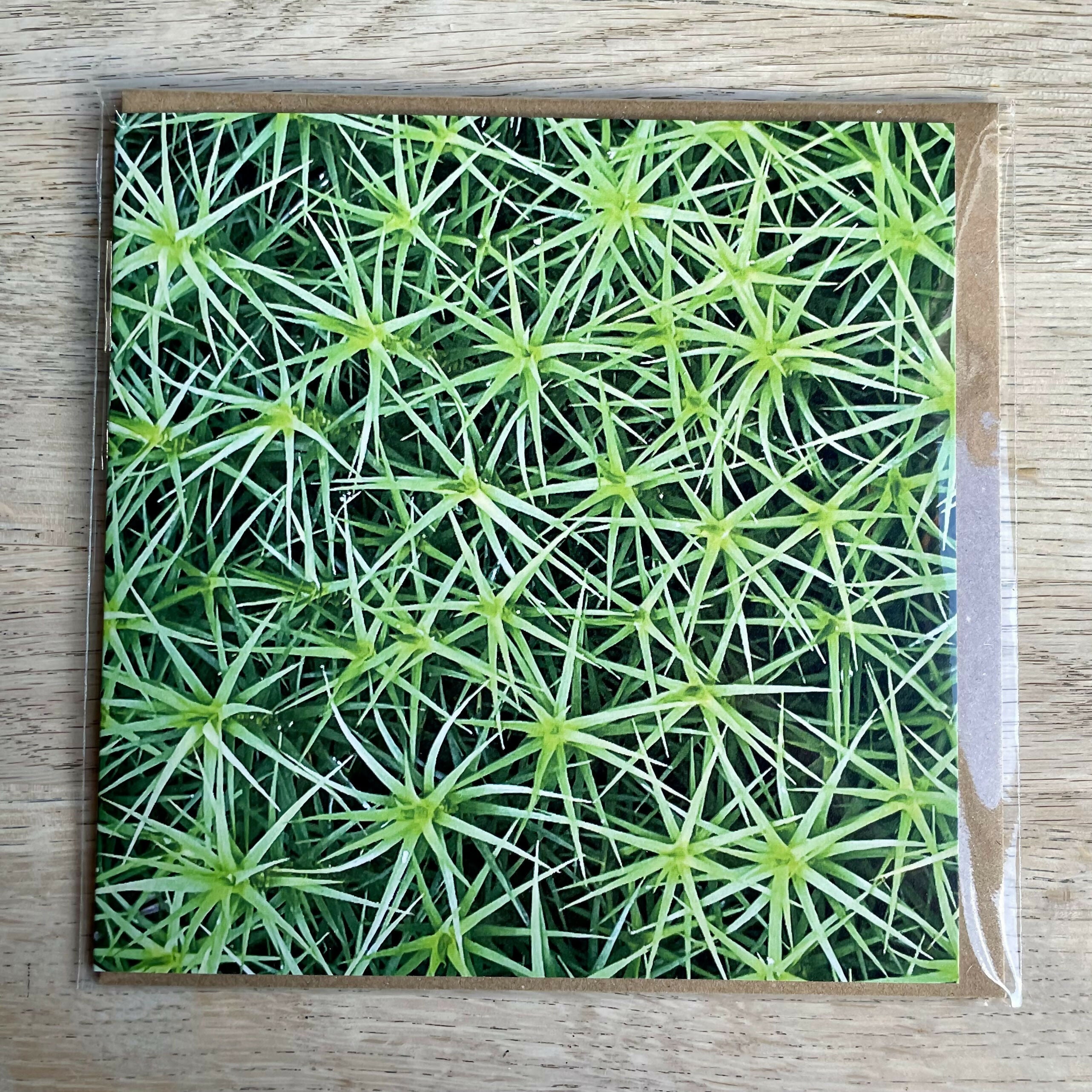 Starry Moss – Square Greetings Card