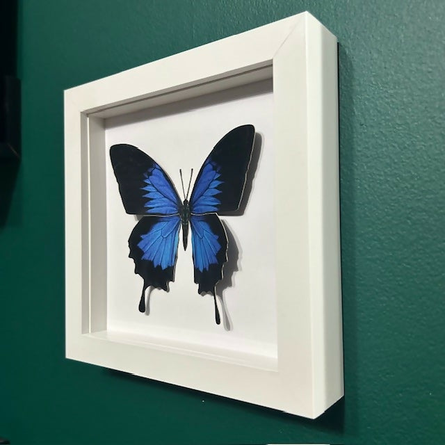 Lovely Faux Paper Blue Ulysses Butterfly In A White Box Frame