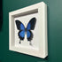 Lovely Faux Paper Blue Ulysses Butterfly In A White Box Frame