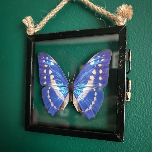 Lovely Faux Paper Blue & White Morpho Butterfly In An Antique Inspired Frame