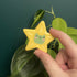Handmade Clay Magnet Star Frog