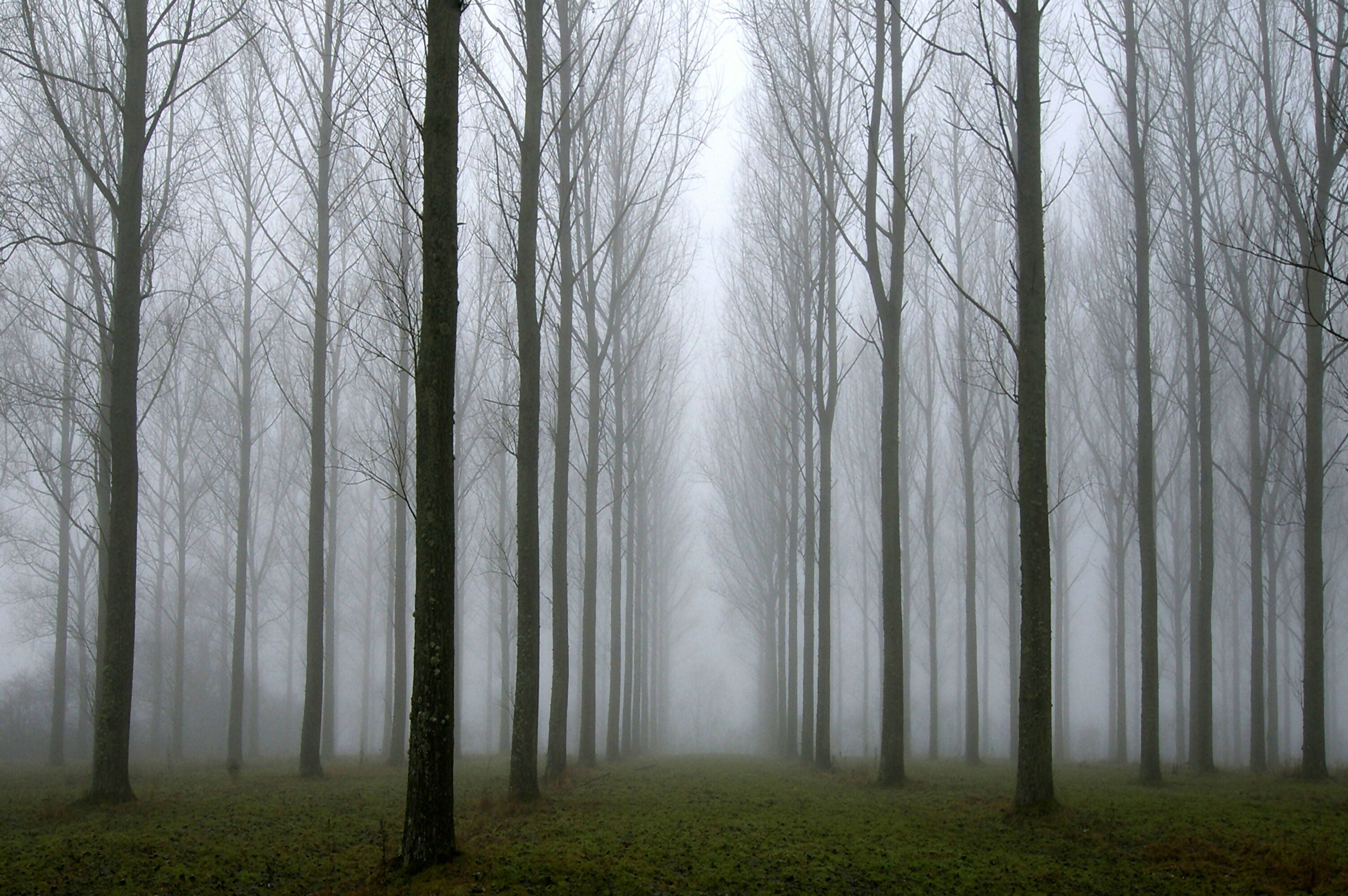 Misty Trees (Super Big Frame)