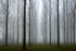 Misty Trees (Super Big Frame)