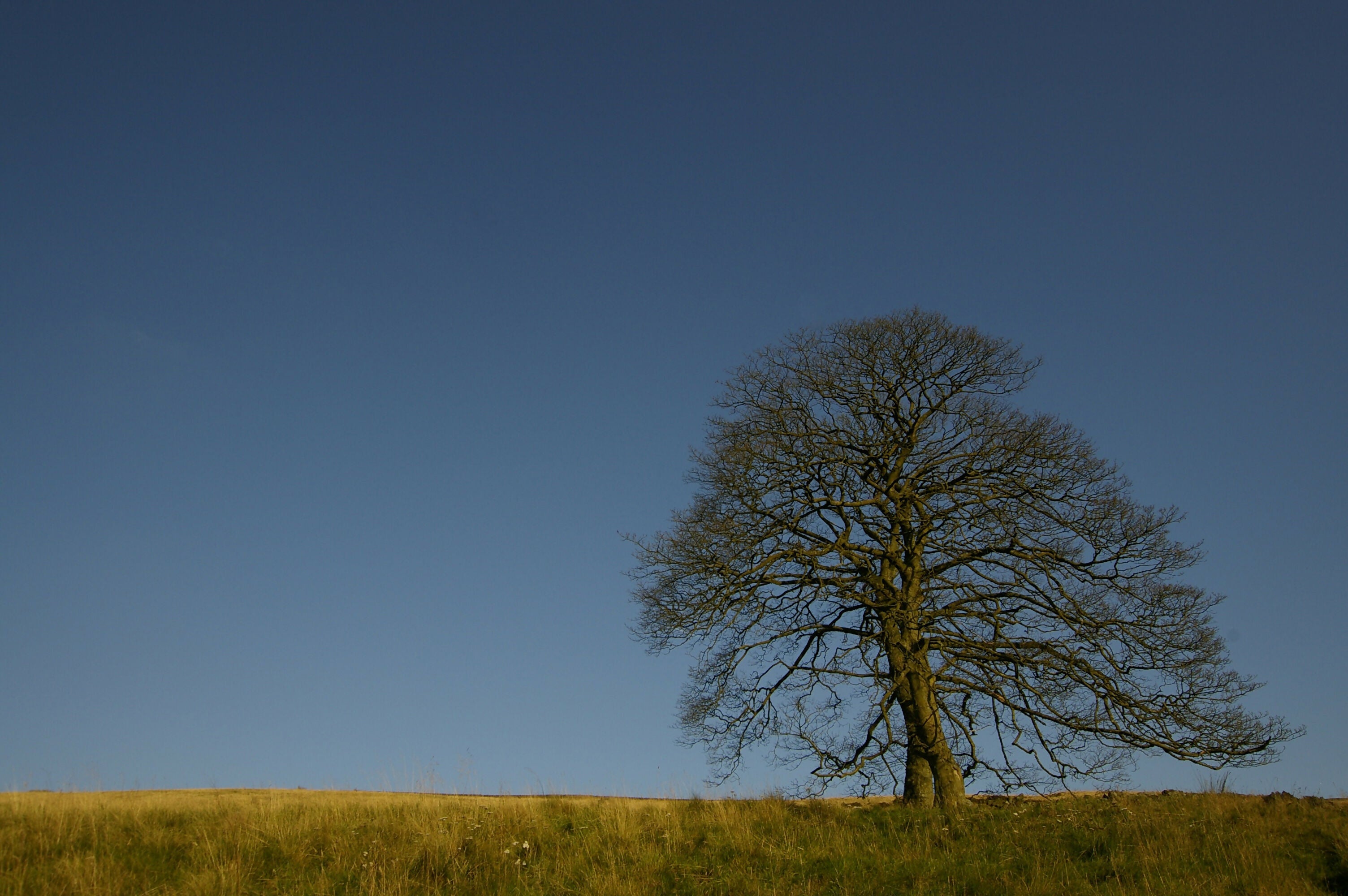 Entwined - Print in A4 Mount