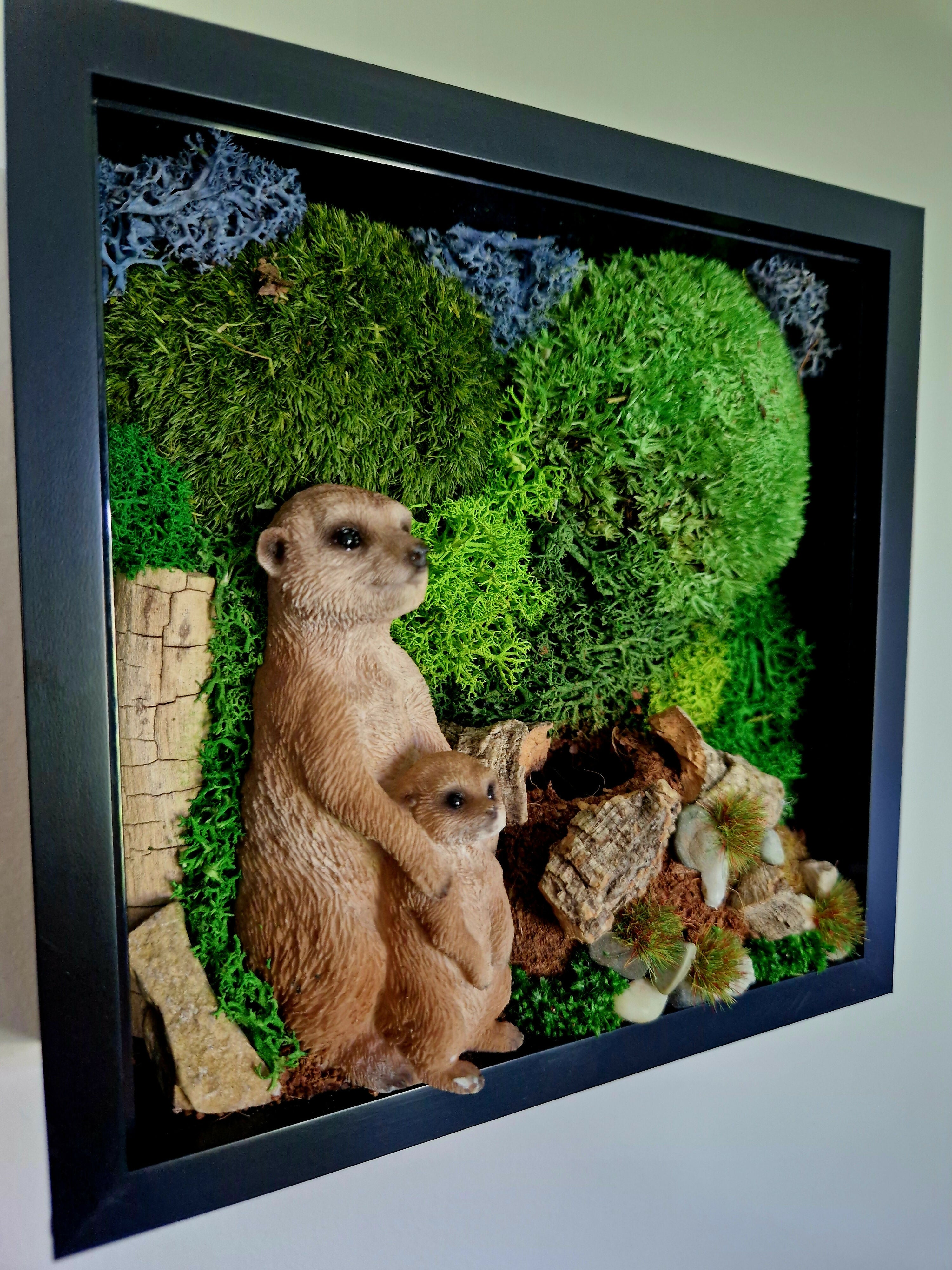 Meercats