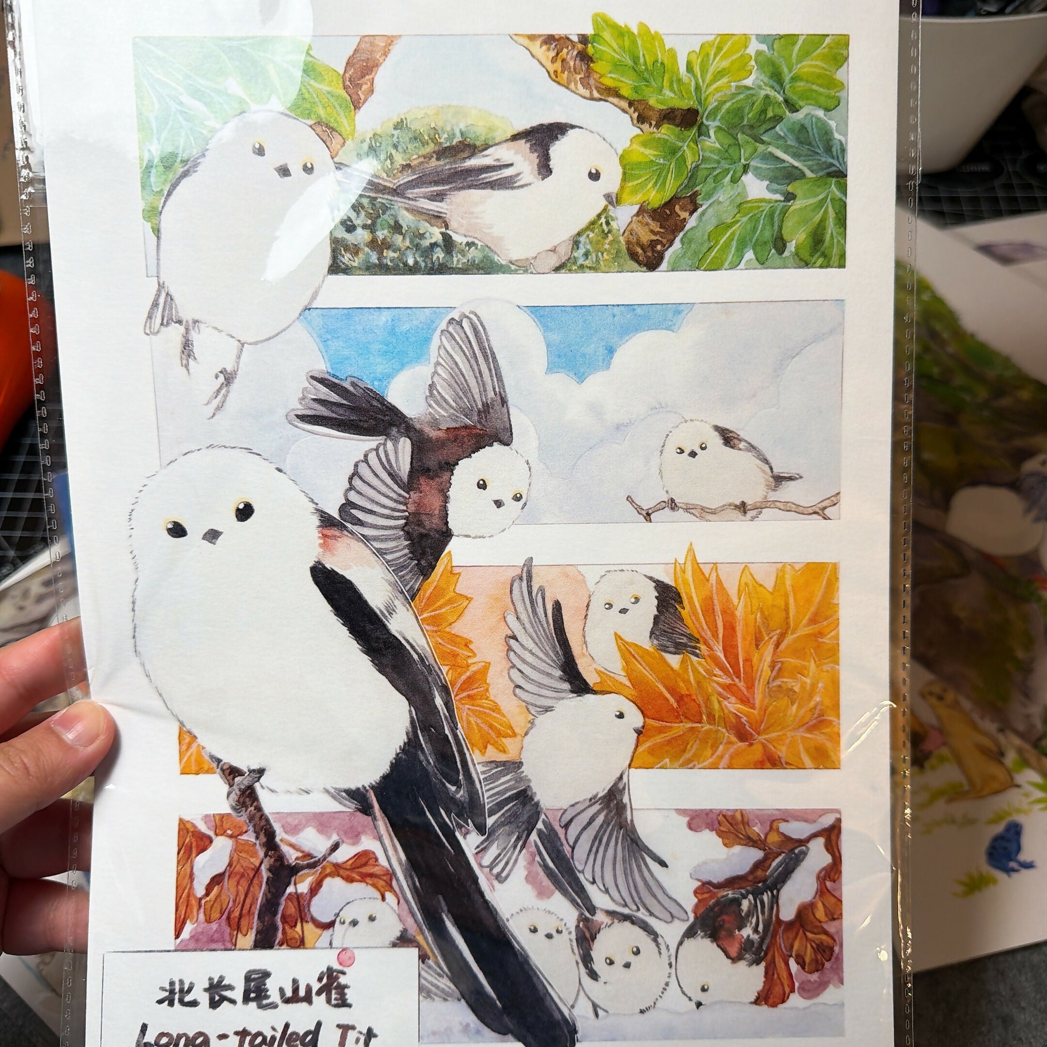 A4 Wild birds Prints