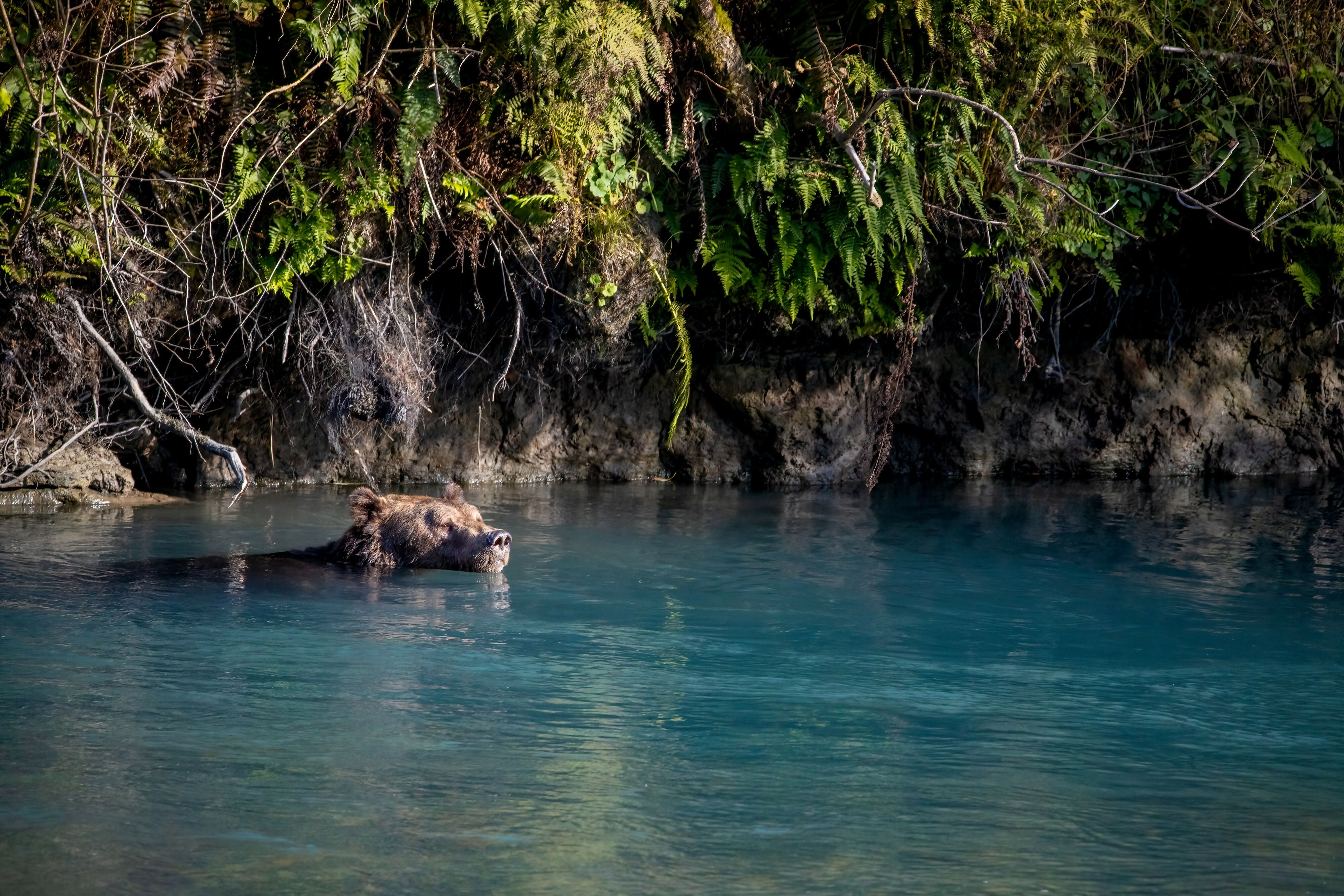 Paws For Thought Test Print A5