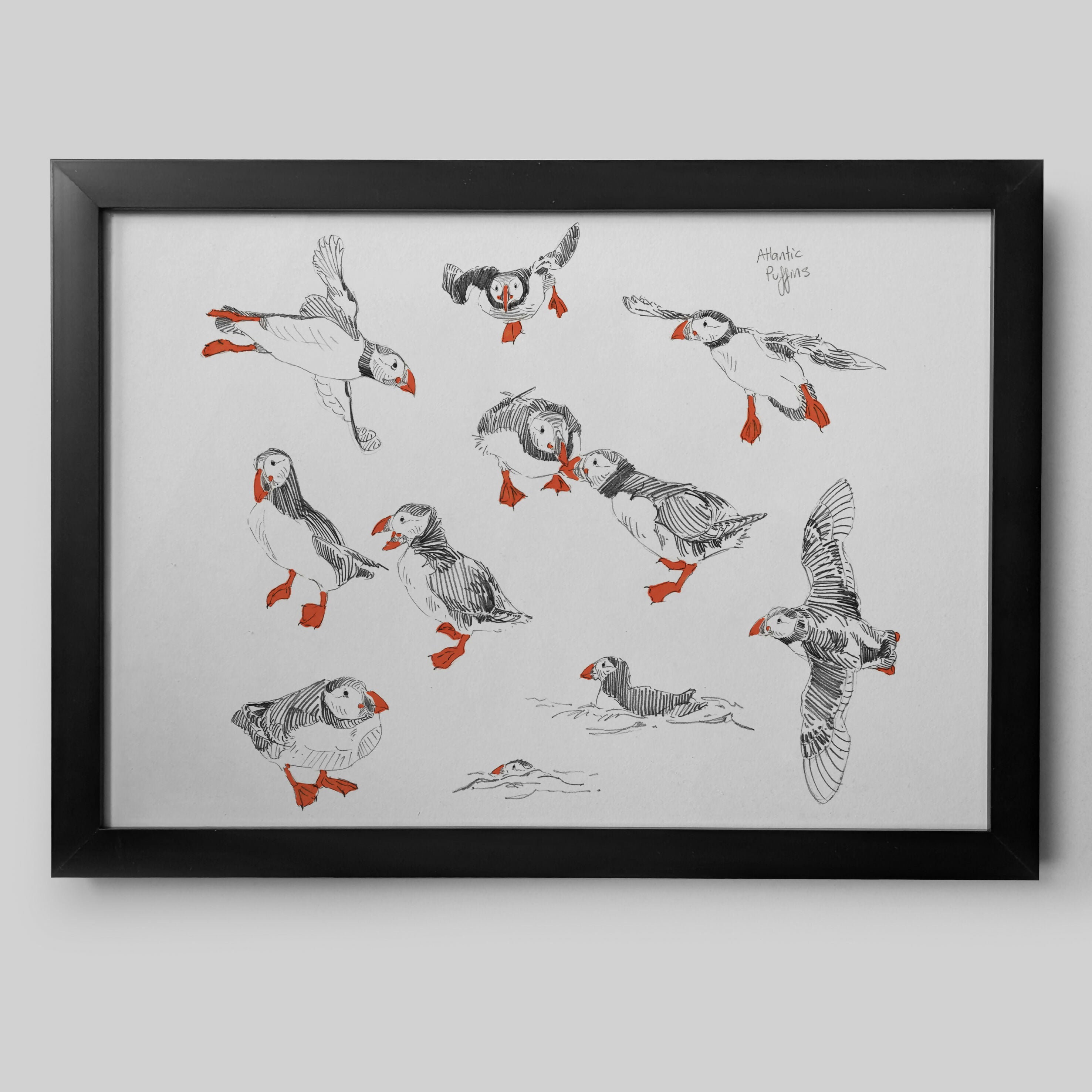 Puffin Sketches - A4/A3 Prints/Framed