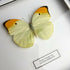 Great Orange Tip (Anteos menippe) Butterfly Handmade Box Frame