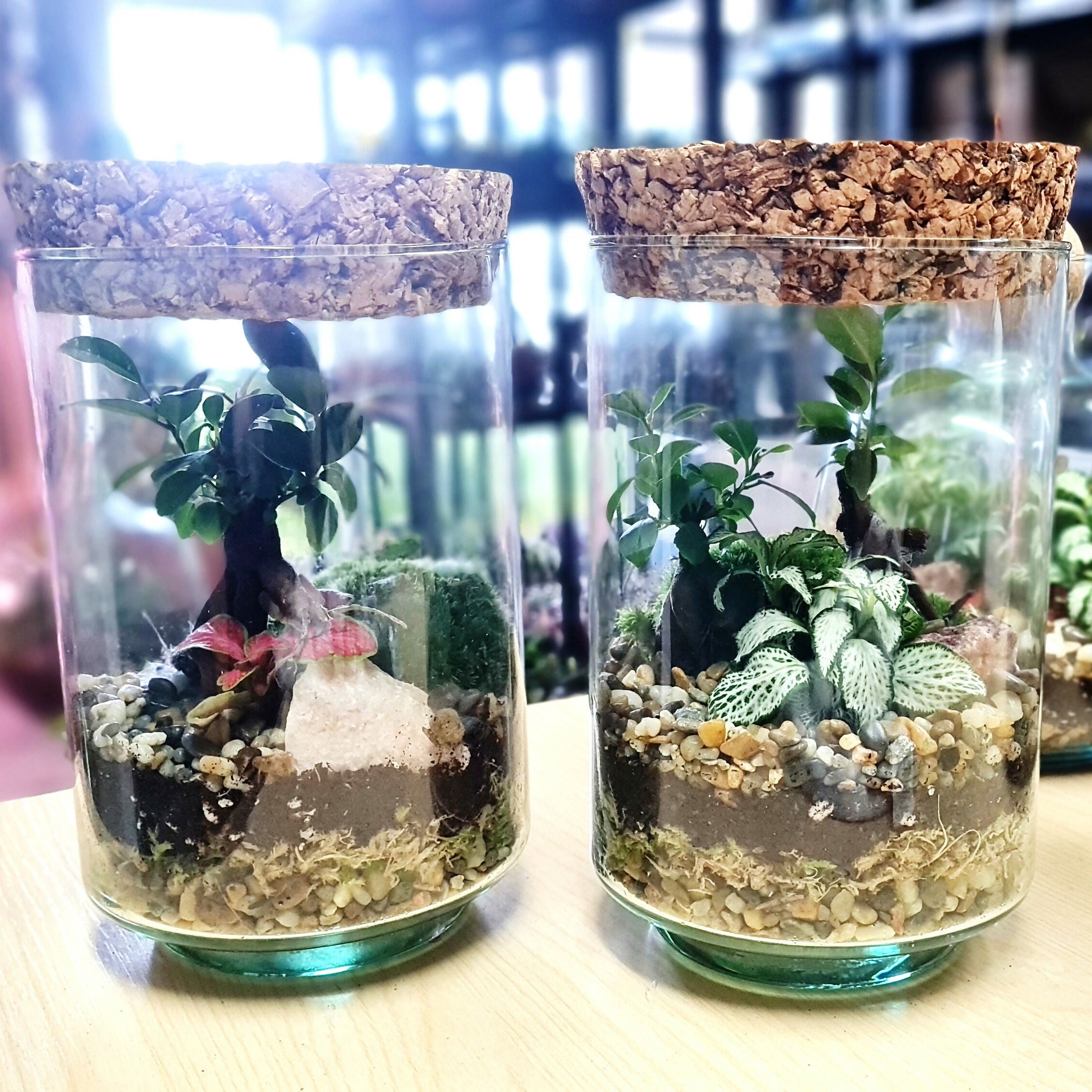 Artisan Bonsai Terrarium