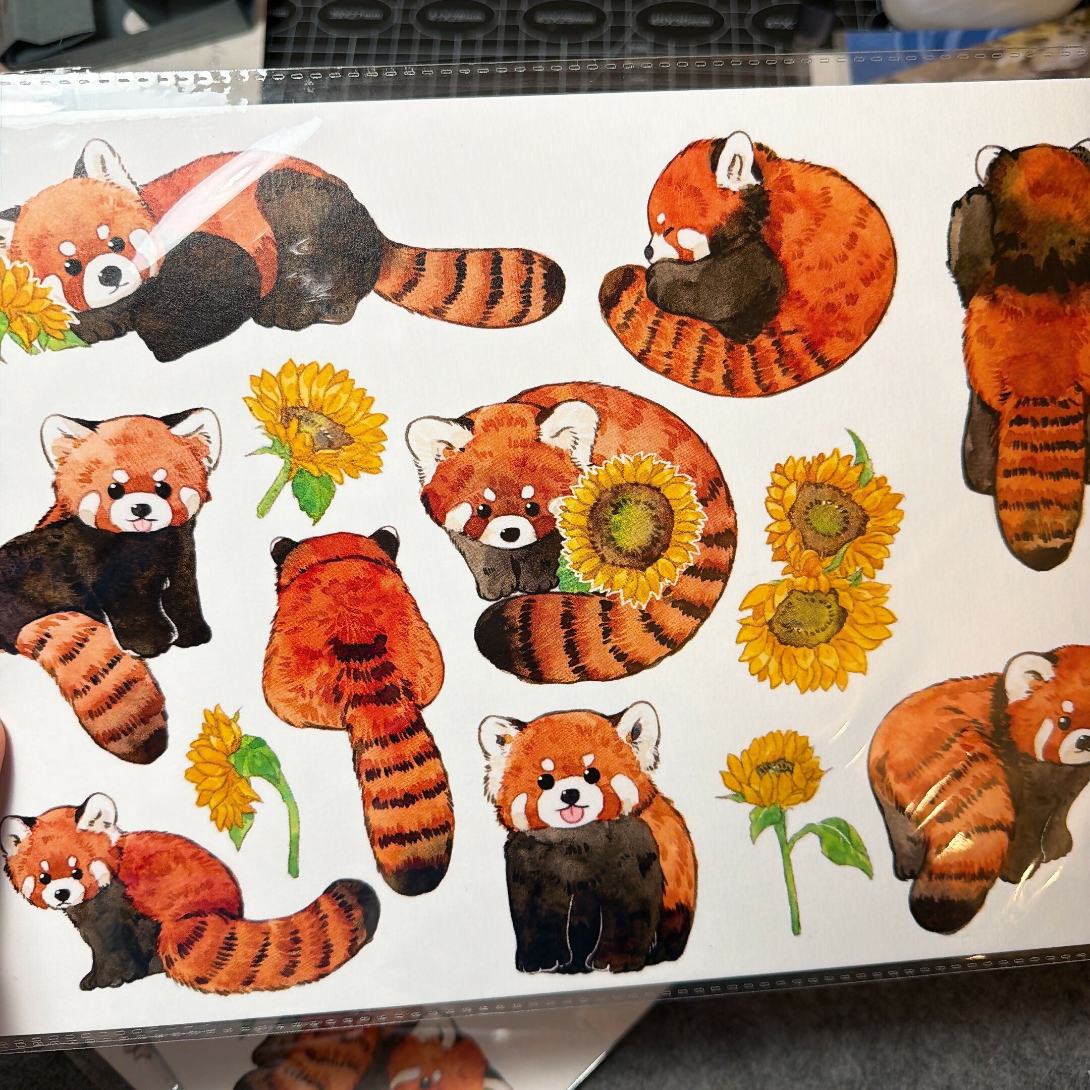 A4 Wild birds Prints