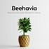 Beehavia Planter