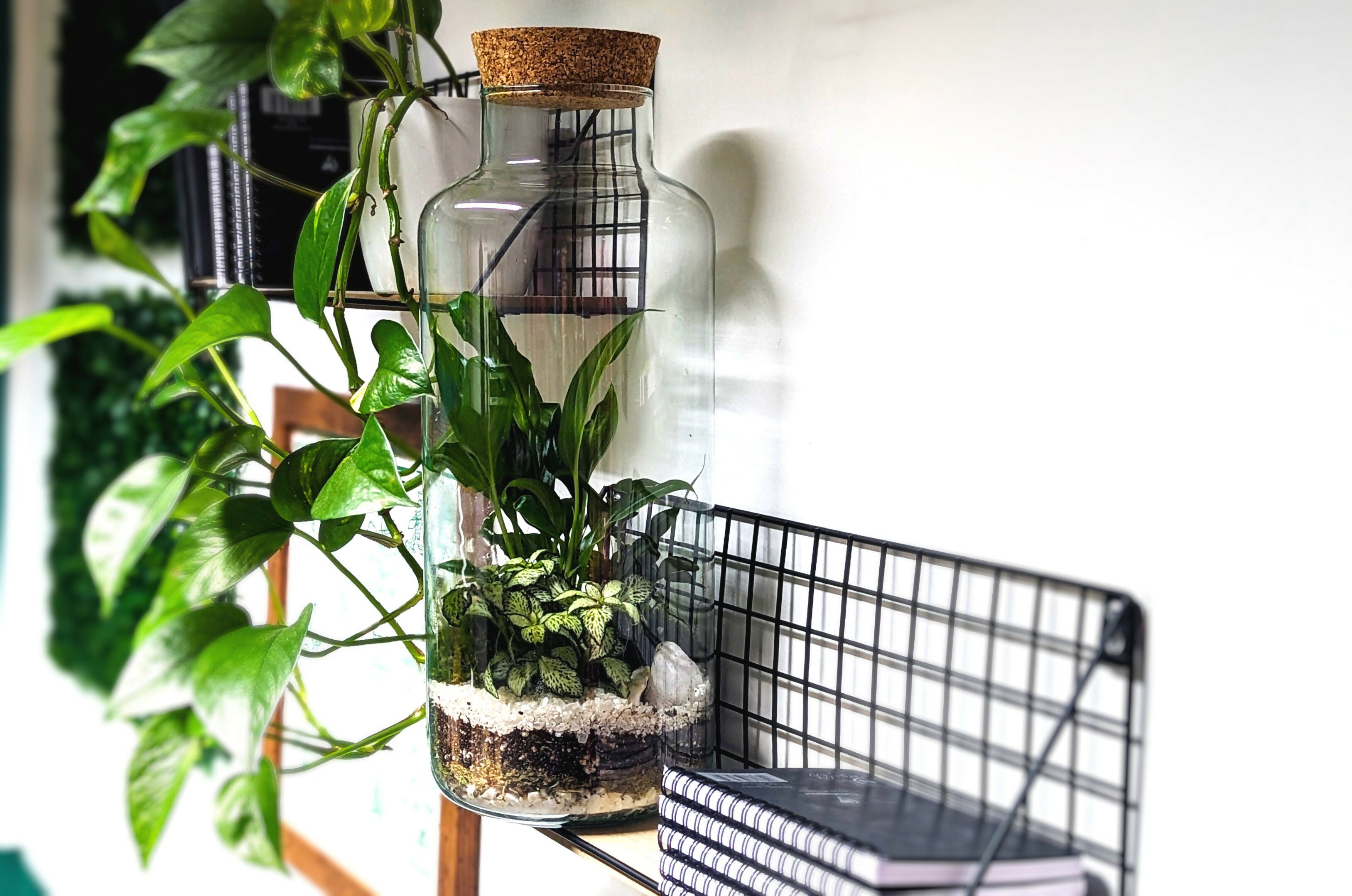Tall Tropical Terrarium
