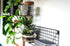 Tall Tropical Terrarium