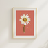 Oxeye Daisy Art Print