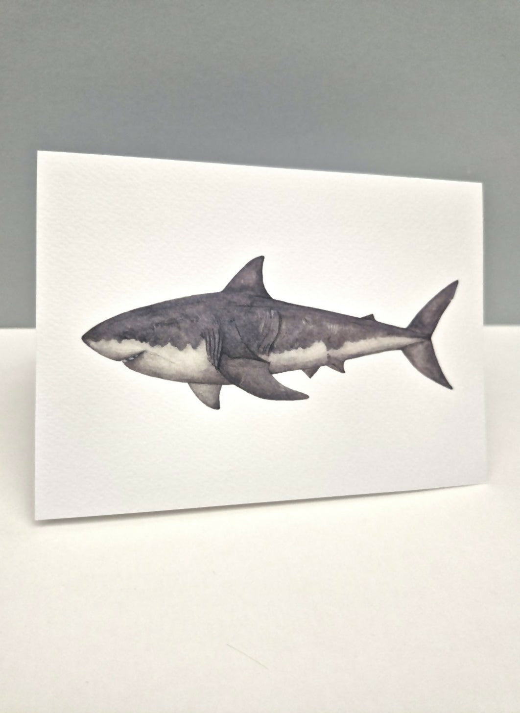 Shark Greeting Card