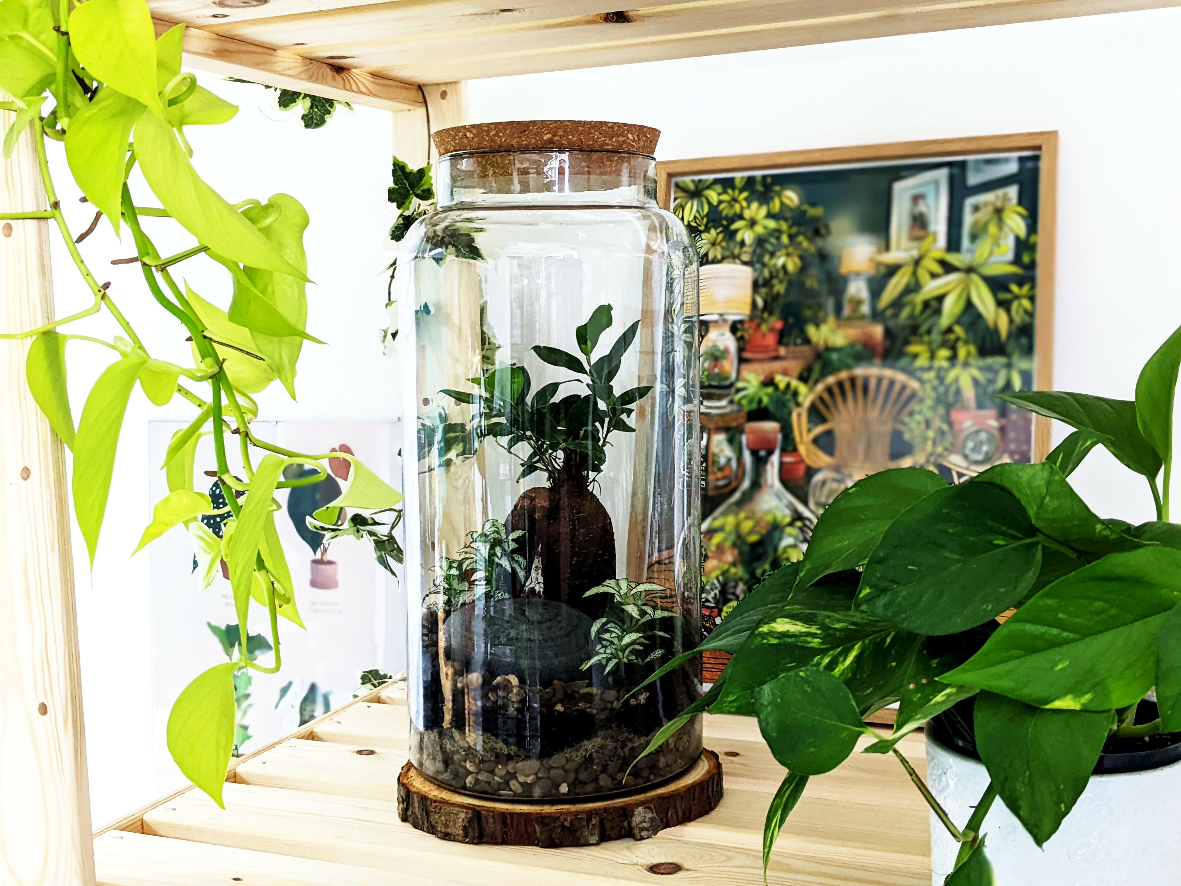 Extra Large Bonsai Closed Terrarium