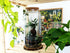 Extra Large Bonsai Closed Terrarium