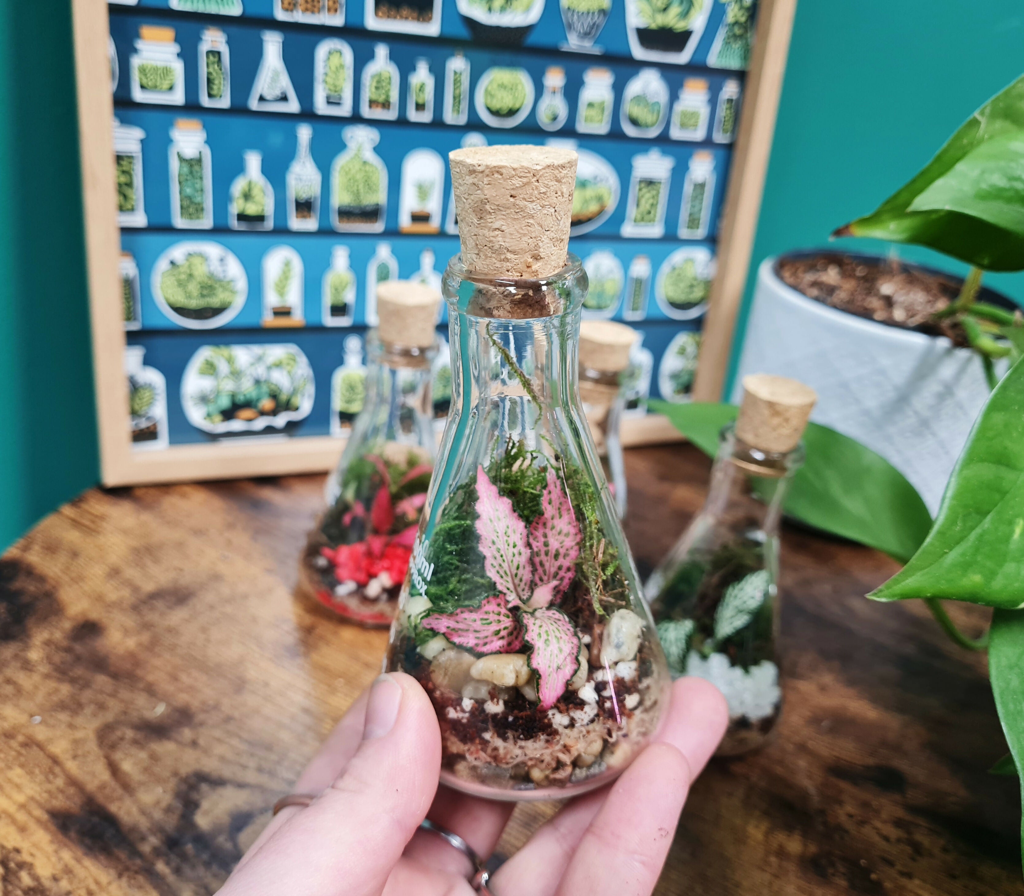 100ml Conical Flask Terrarium