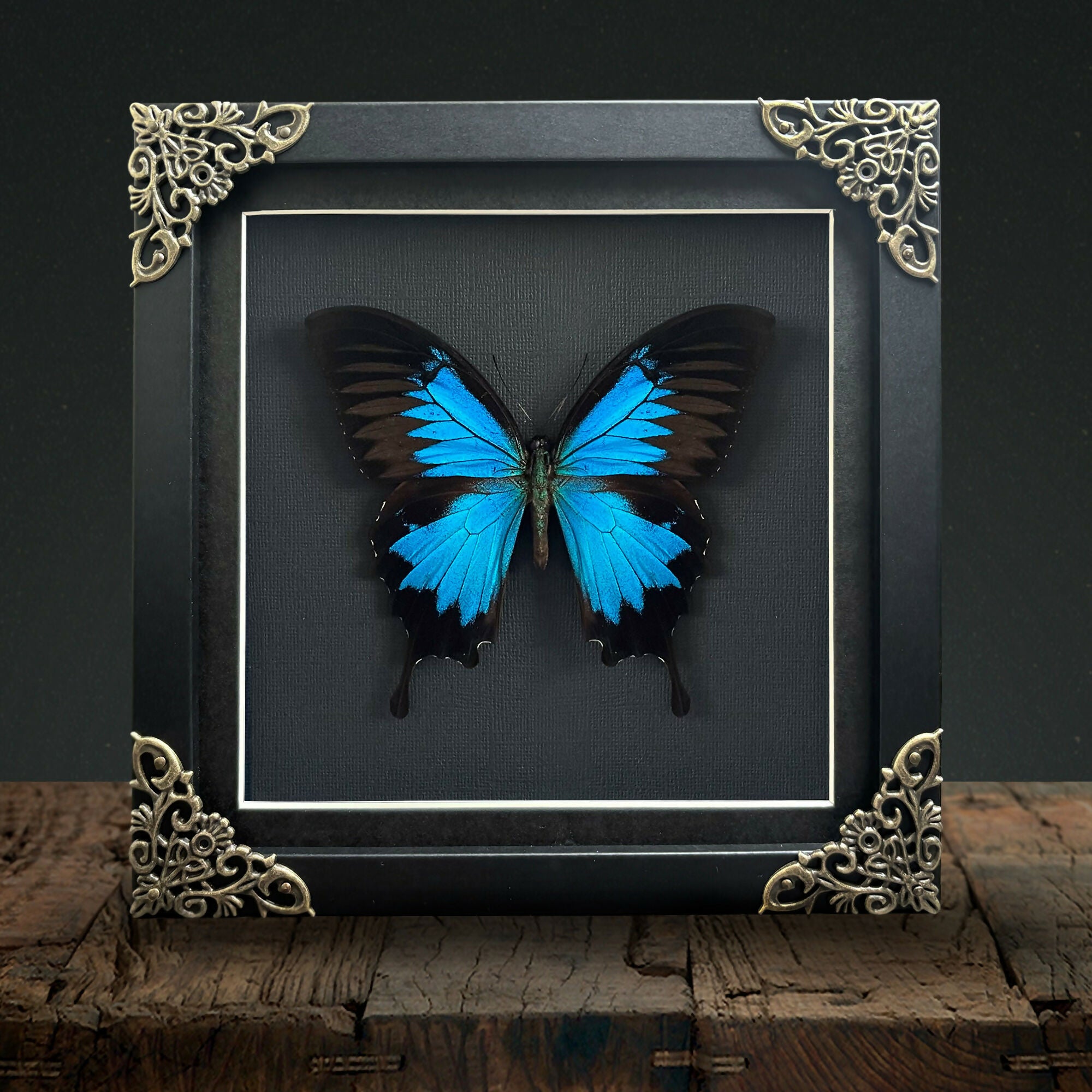 Mountain Swallowtail (Papilio ulysses) Handmade Gothic Box Frame
