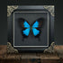 Mountain Swallowtail (Papilio ulysses) Handmade Gothic Box Frame
