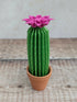 Origami Paper Cactus in Terracotta Pot