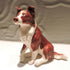 Ceramic border collie dog sculpture, red