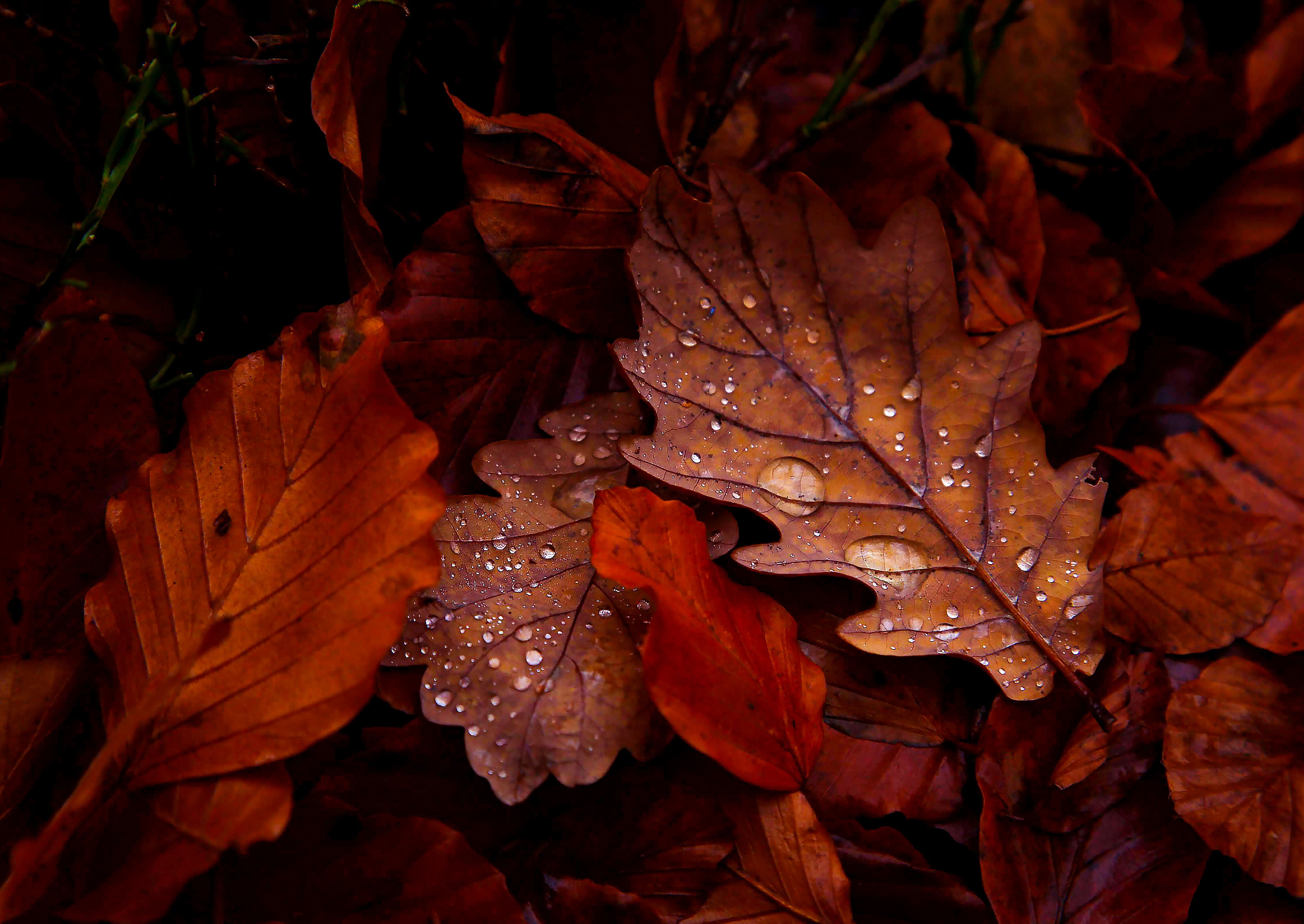 Autumn Leafs - A4/A3
