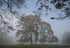 Misty Copse - Print in A4 Mount
