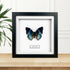 Western Blue (Charaxes smaragdalis) Handmade Butterfly Box Frame
