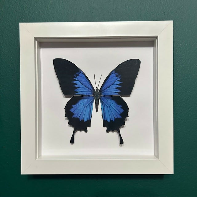 Lovely Faux Paper Blue Ulysses Butterfly In A White Box Frame