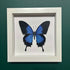 Lovely Faux Paper Blue Ulysses Butterfly In A White Box Frame