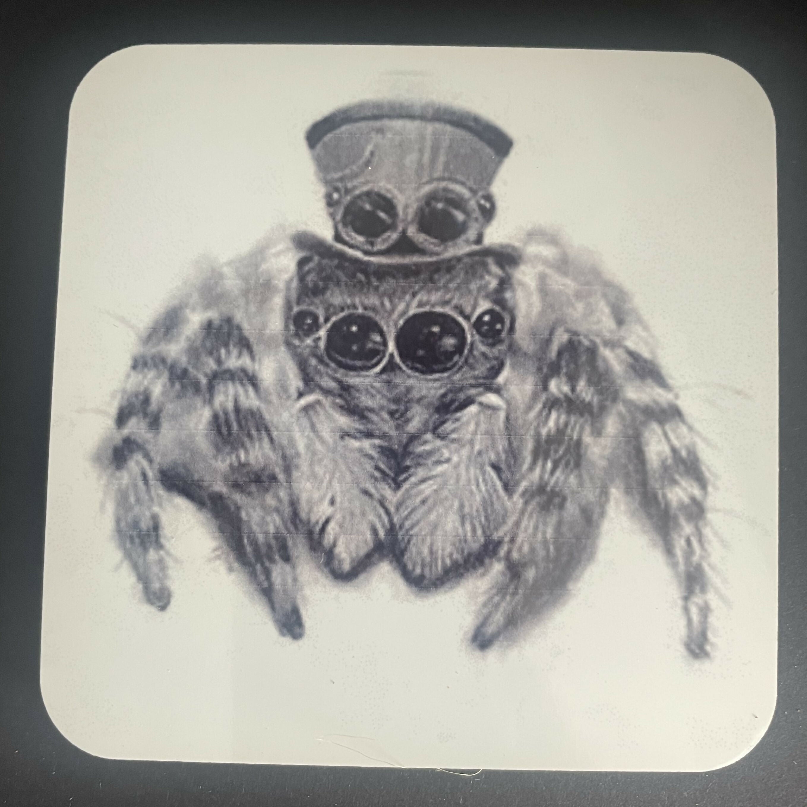 spider