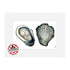 10”x 8” Mounted and Backed Giclée Print of Oysters