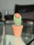 Crochet Potted Cactus