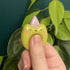 Handmade Polymer Clay Wizard Frog Worry Stone