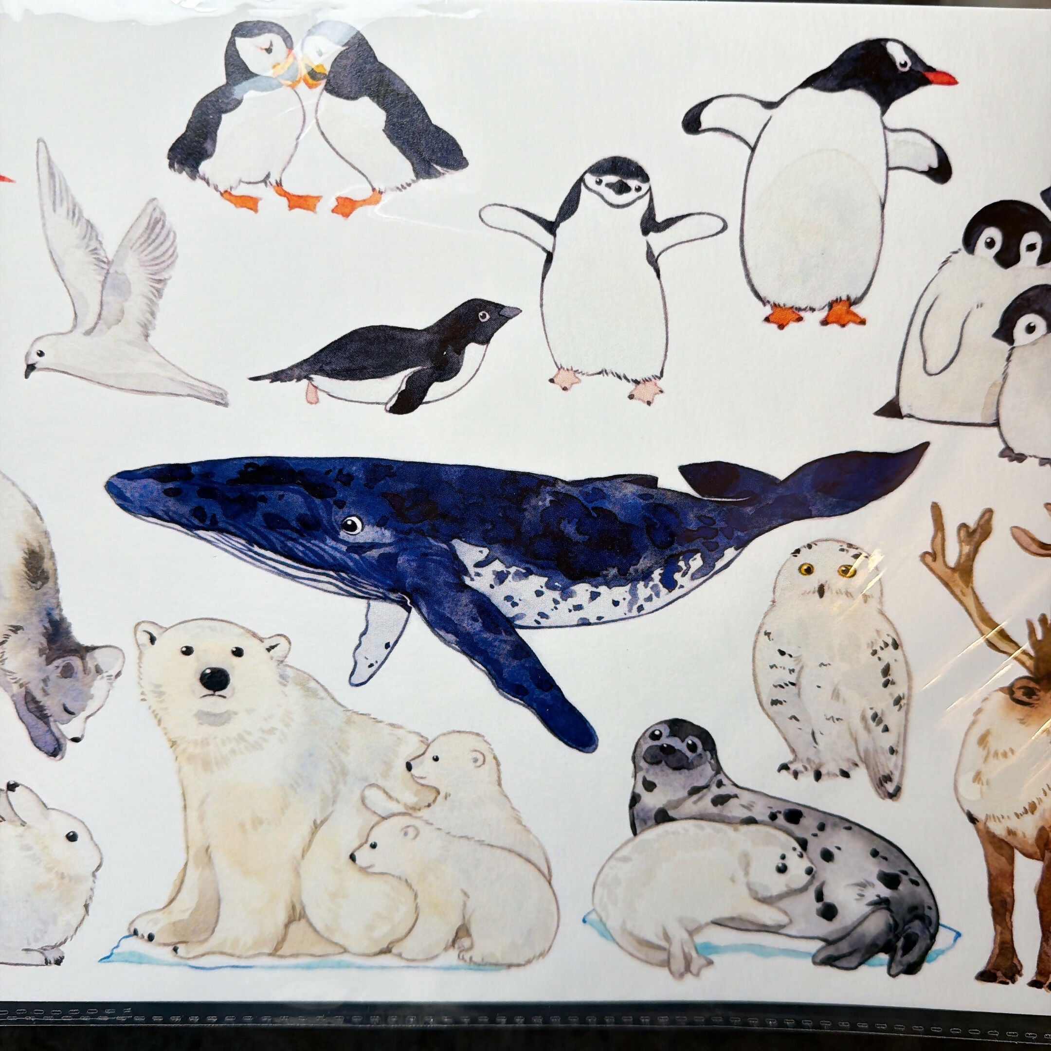A4 Wild birds Prints